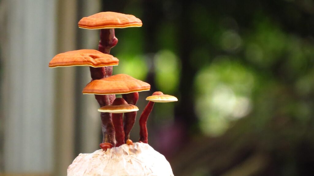 ganoderma lucidum bonsai, reishi bonsai, ganoderma bonsai