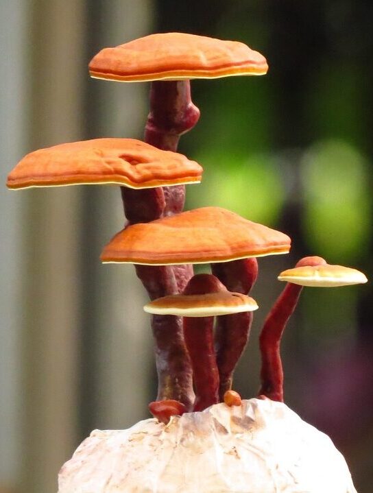 ganoderma lucidum bonsai, reishi bonsai, ganoderma bonsai