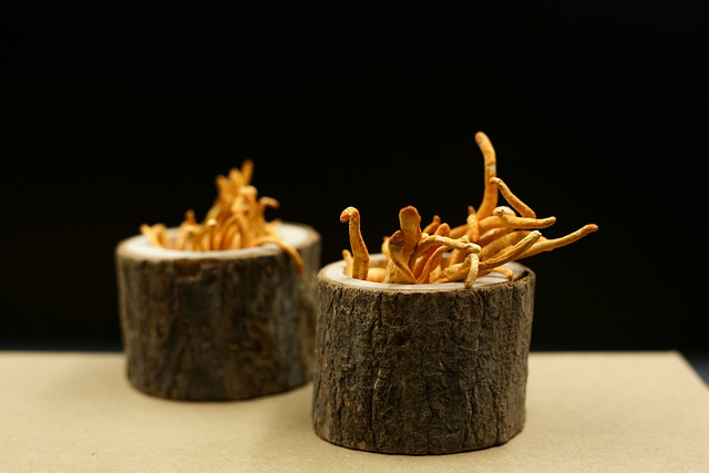 cordyceps mushrooms, mushrooms, medicinal, fungi, traditional medicine, healthy, organic, cordyceps mushrooms, cordyceps mushrooms, cordyceps mushrooms, cordyceps mushrooms, cordyceps mushrooms