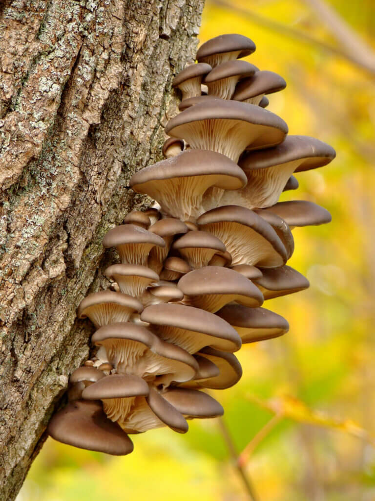Vitalpilze im Wald