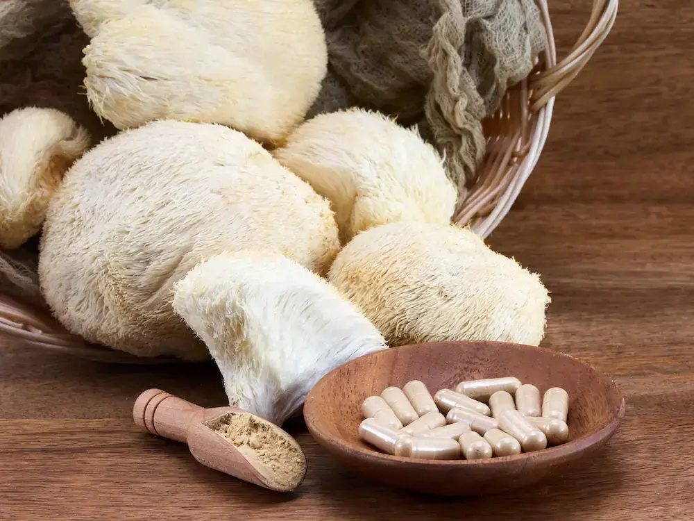 Lion's Mane kaufen