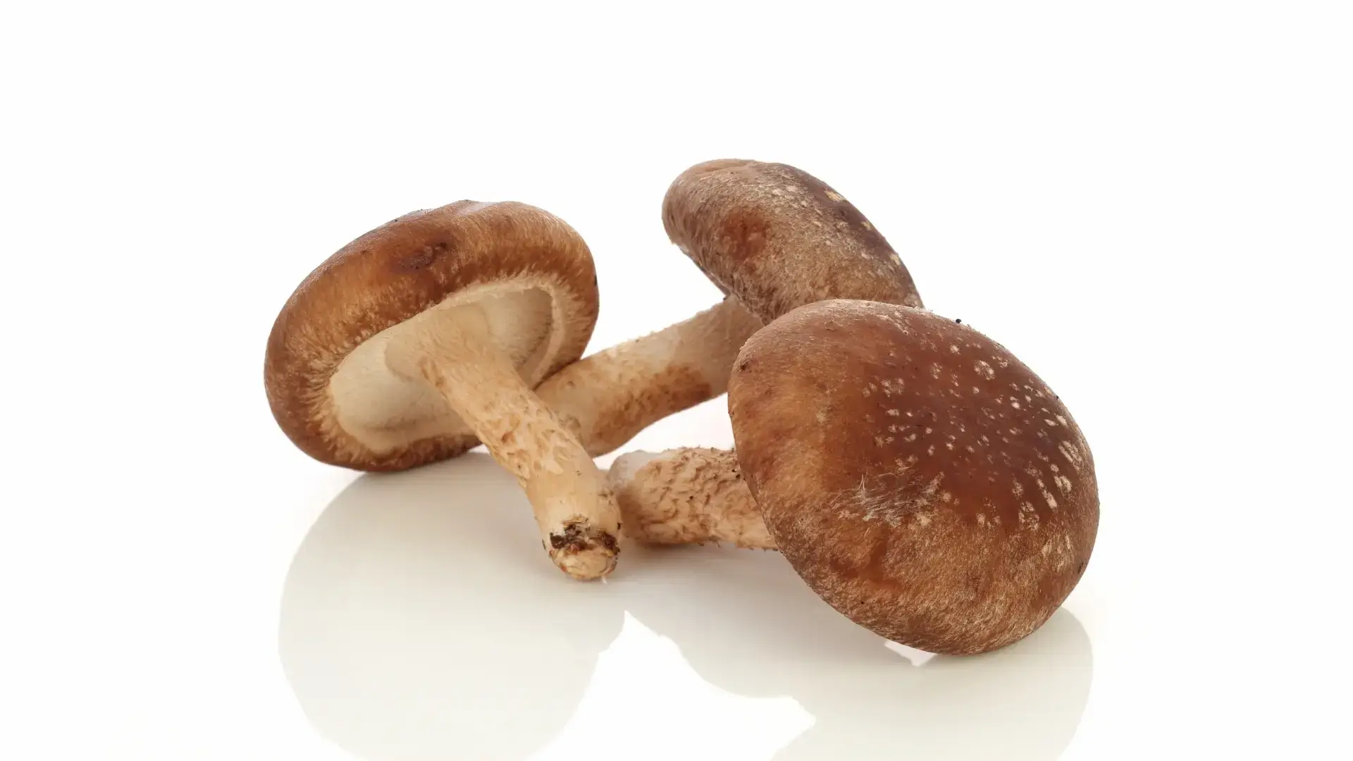 Shiitake Kapseln Vergleich