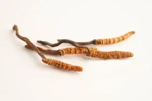 Cordyceps Wirkung