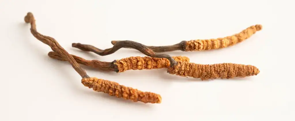 Cordyceps Wirkung