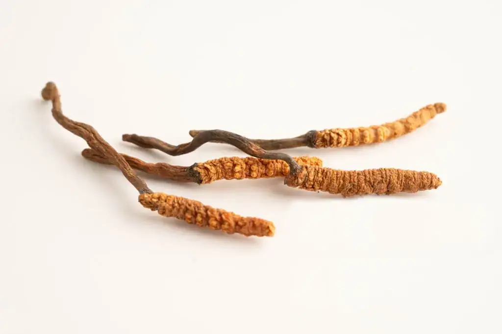 Cordyceps Wirkung