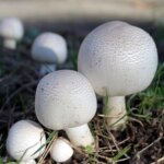 Agaricus Mandelpilt (ABM)