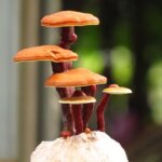 Reishi Pilz