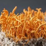 cordyceps cultivation