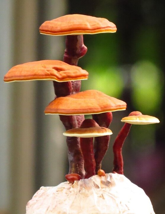 Reishi Wirkung