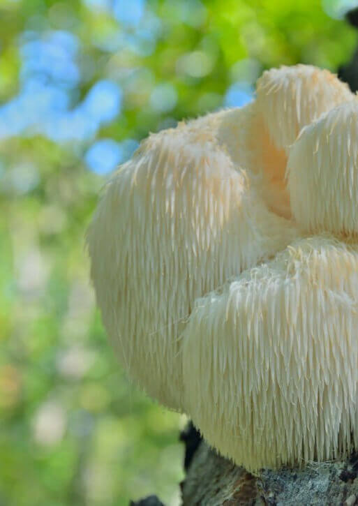 Hericium Lion's Mane am Baumstamm