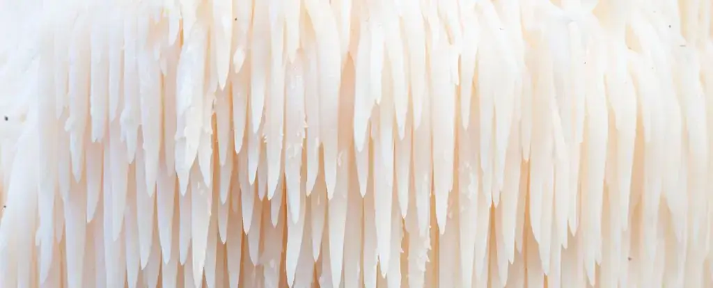 Hericium Lion's Mane