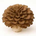 Maitake Pilz
