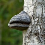 Zunderschwamm an Birke