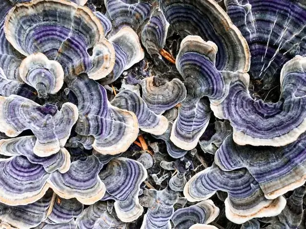 Schmetterlingstramete kaufen