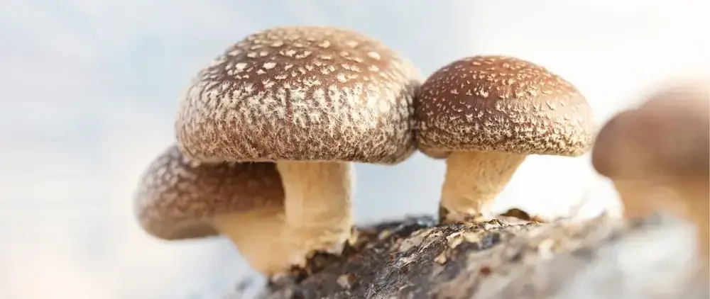 Shiitake Wirkung