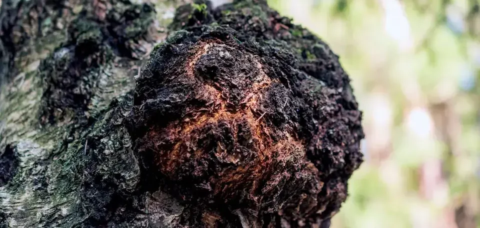 Chaga Pilz Wirkung