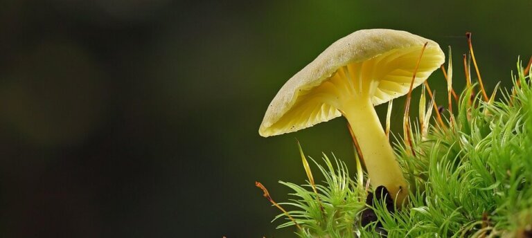 mushroom, moss, disc fungus, fungi, forest mushroom, nature