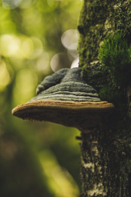 Detailed macro shot of a tree fungus with bokeh in a forest environment.