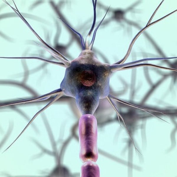 neurons, neuron cell, biology, nerves, nervous system, medical, science, closeup, neurons, neurons, neurons, neurons, nerves, nervous system, nervous system, nervous system, nervous system, nervous system