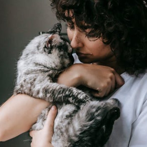 Crop calm female in white t shirt embracing adorable fluffy cat with gray fur